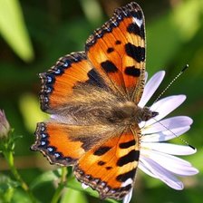 Схема вышивки «Крапивница»