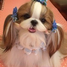 Схема вышивки «Собачка»