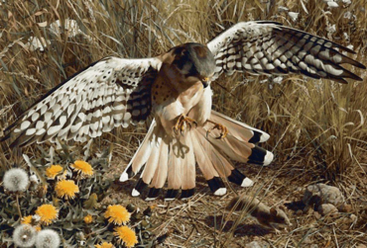 охота - мышь, птица - предпросмотр