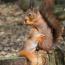 Схема вышивки «Белкин завтрак»