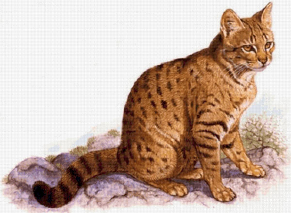 Gato.selvagem. - animais. - предпросмотр