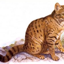 Схема вышивки «Gato.selvagem.»