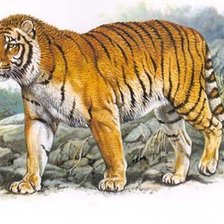 Схема вышивки «Tigre.»