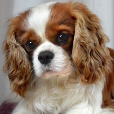 Схема вышивки «Cão.»