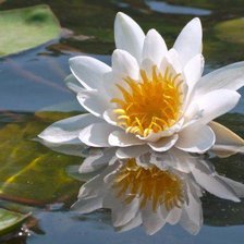 Схема вышивки «Белая красавица»