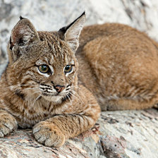 Схема вышивки «Детёныш рыси»