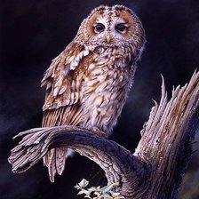 Схема вышивки «Мудрая сова»