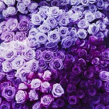 Схема вышивки «Розочки для подушки»