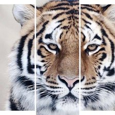 Схема вышивки «№2306844»