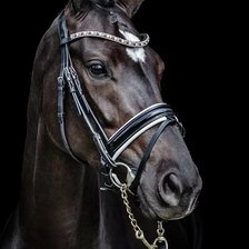 Схема вышивки «Конь»