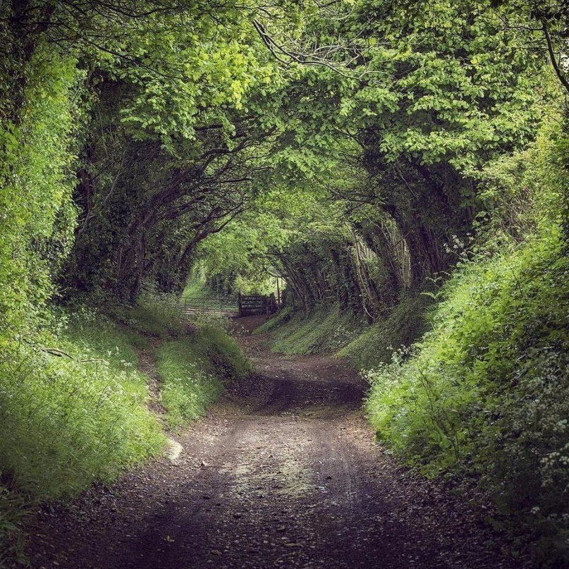 Дорога в лесу - лес, дорога - оригинал