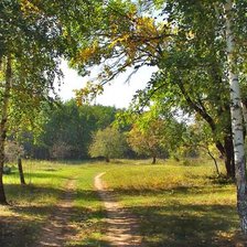 Схема вышивки «Березы»