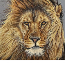 Схема вышивки «Серия "Хищники". Лев»