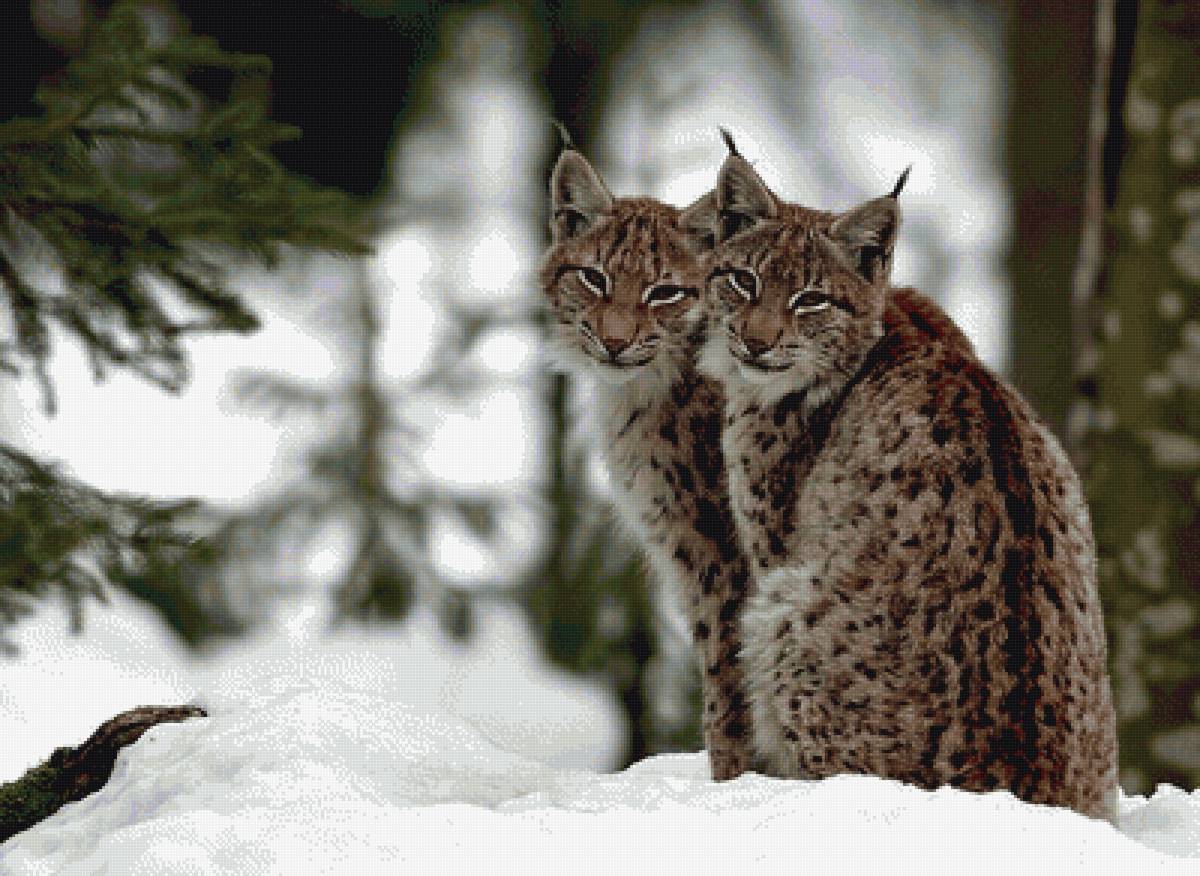 №2307595 - предпросмотр