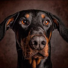 Схема вышивки «№2307613»