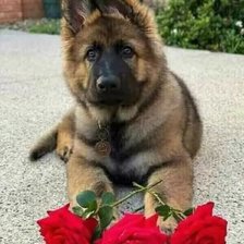 Схема вышивки «№2307817»