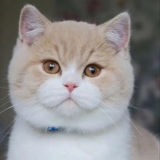 Схема вышивки «№2307832»