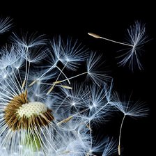 Схема вышивки «одуванчик»