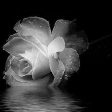 Схема вышивки «роза»