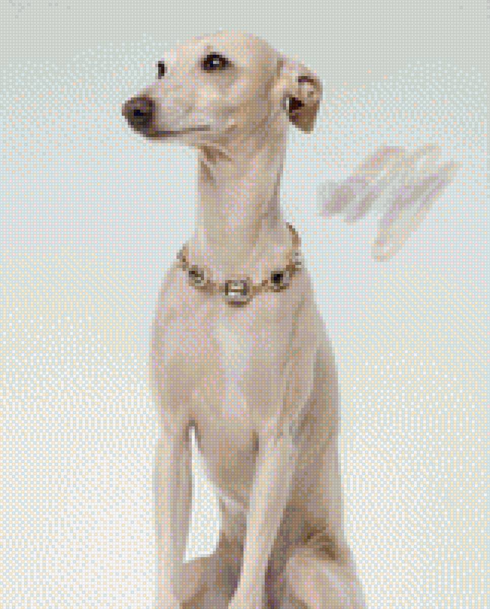 Левретка - грейхаунд - предпросмотр