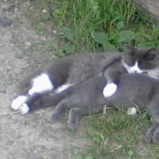 Схема вышивки «братики»