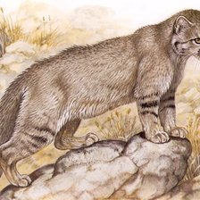 Схема вышивки «Gato.selvagem.»