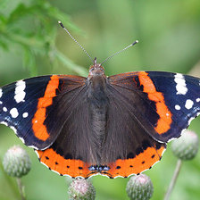Схема вышивки «Бабочка Адмирал»