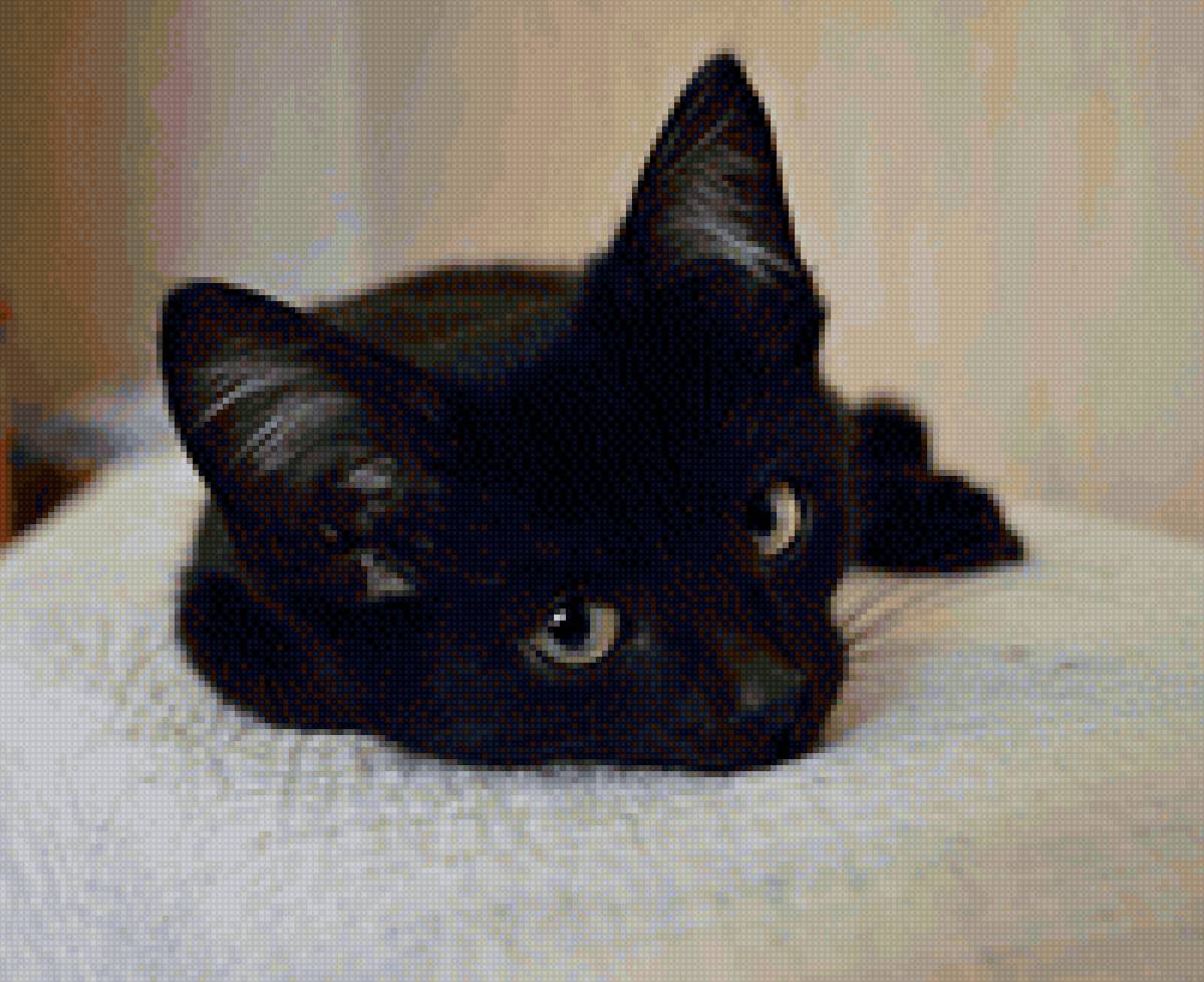 Котя - предпросмотр