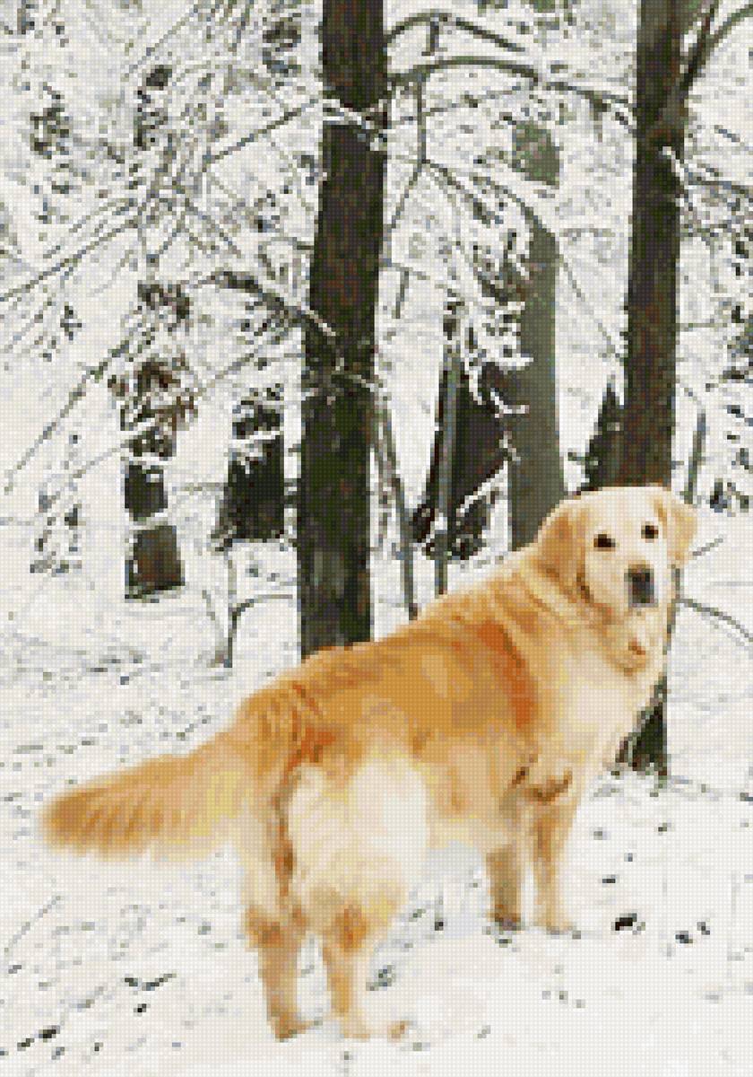 Собака Ника - собака - предпросмотр