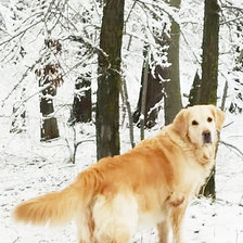 Собака Ника