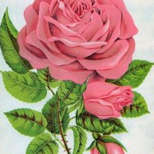 Схема вышивки «Роза»