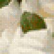 Предпросмотр схемы вышивки «White rose» (№2309448)