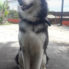 Схема вышивки «balu»