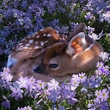 Схема вышивки «Venado»