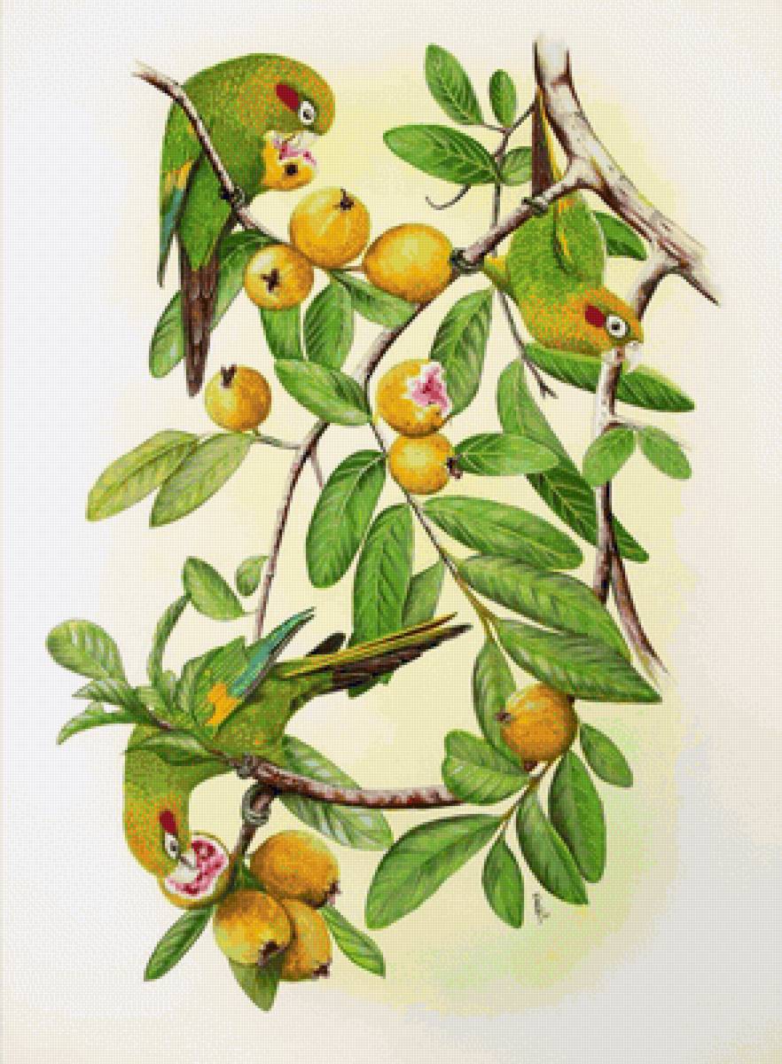 LAS GUALLABAS - naturaleza - предпросмотр