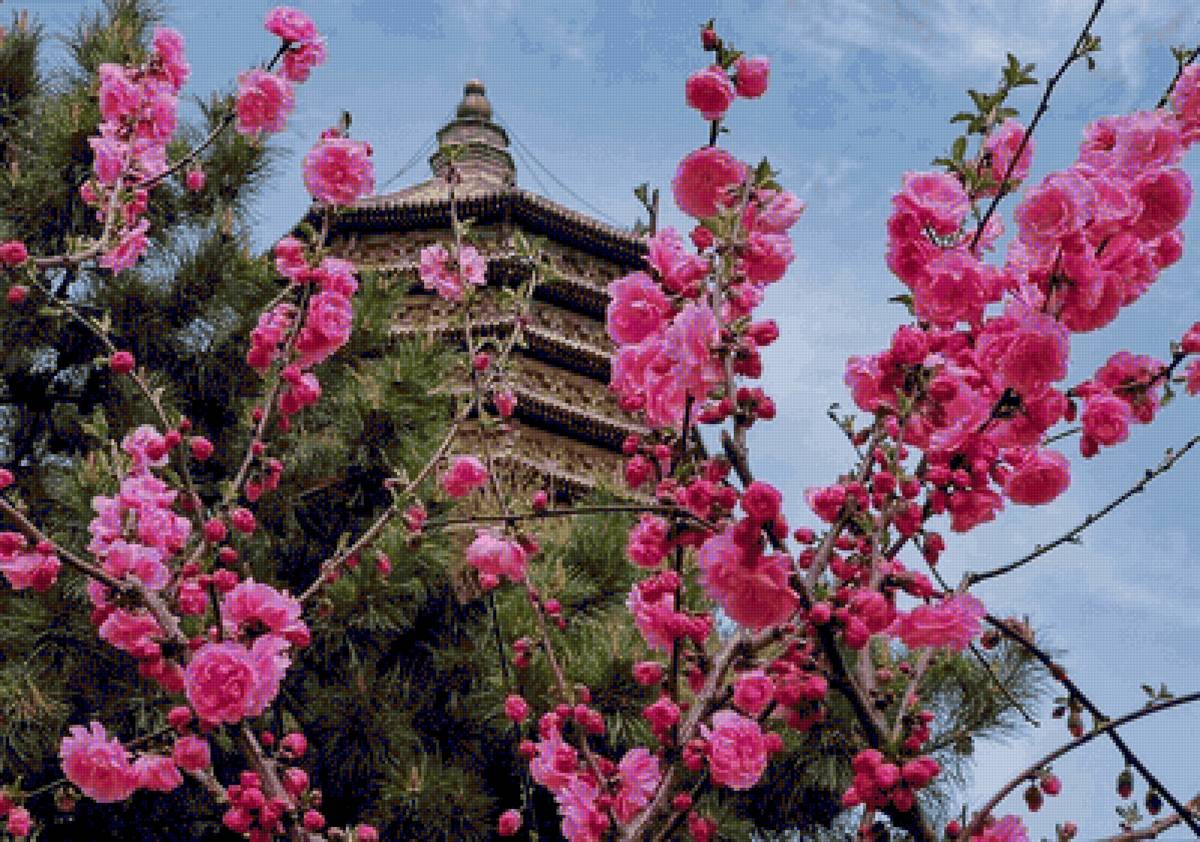 cerezos2 - paisaje - предпросмотр