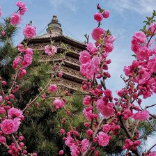 Схема вышивки «cerezos2»