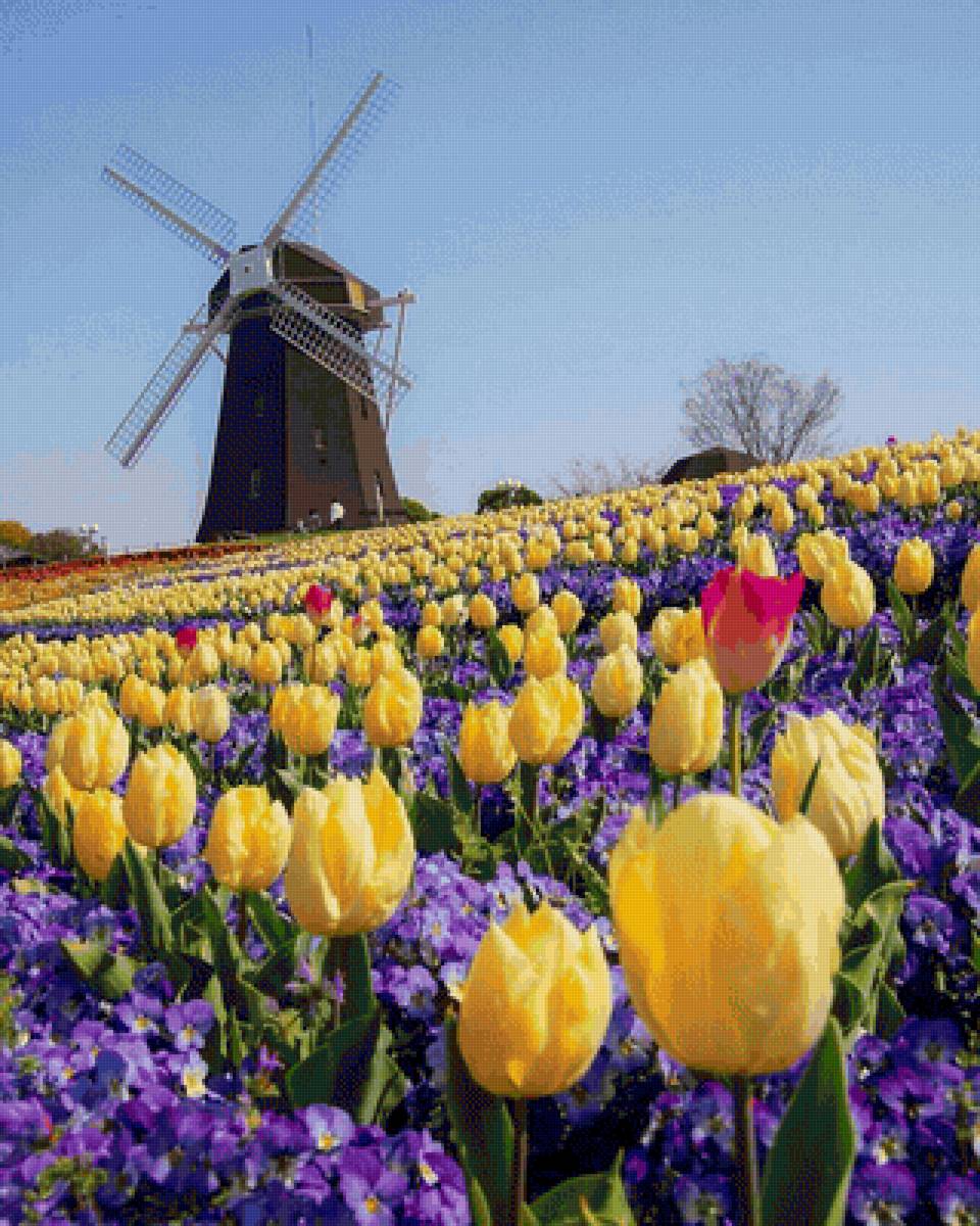 Tulipanes amarillos - paisaje - предпросмотр