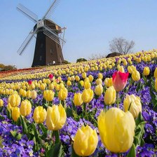 Схема вышивки «Tulipanes amarillos»