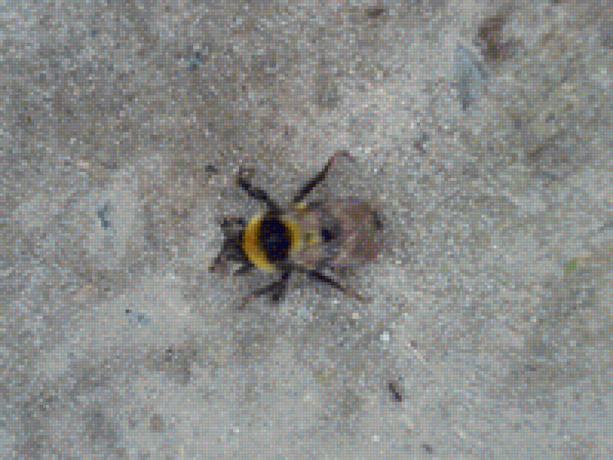 шмель - шмель - предпросмотр