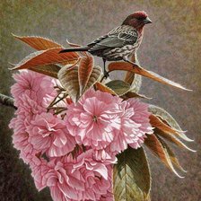 Схема вышивки «Pássaro.»