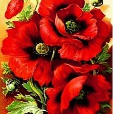 Схема вышивки «Маки»