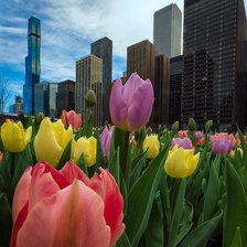 Схема вышивки «Чикаго»