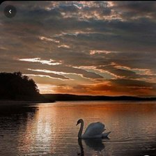 Схема вышивки «Cignes»