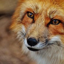 Схема вышивки «Лиса»