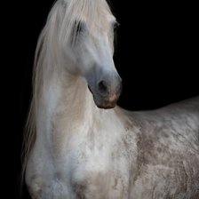 Схема вышивки «белая лошадь»