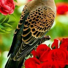 Схема вышивки «pasari»