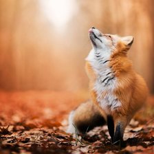 Схема вышивки «рыжая красавица»