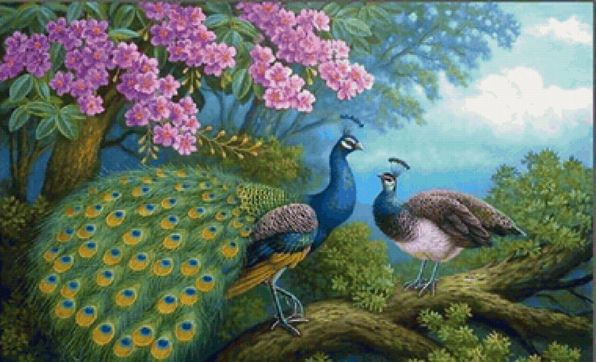 Casal de pavão. - flores., pássaro - предпросмотр