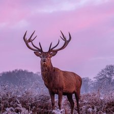 Схема вышивки «Олени»